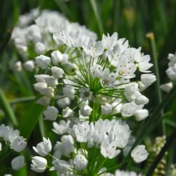 Forårsblomst pærer blå - Sæt med 125 - Blomsterløg - Blå