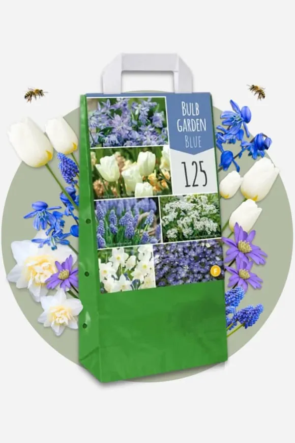 Forårsblomst pærer blå - Sæt med 250 - Blomsterløg - Blå