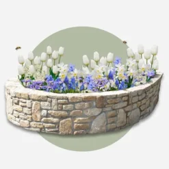 Forårsblomst pærer blå - Sæt med 250 - Blomsterløg - Blå