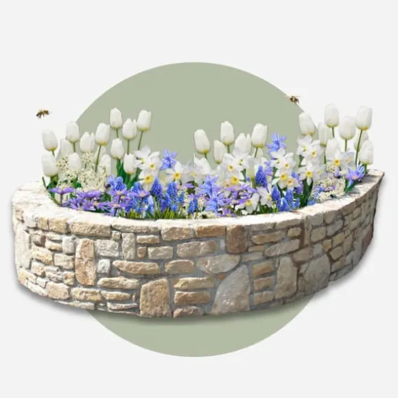 Forårsblomst pærer blå - Sæt med 250 - Blomsterløg - Blå
