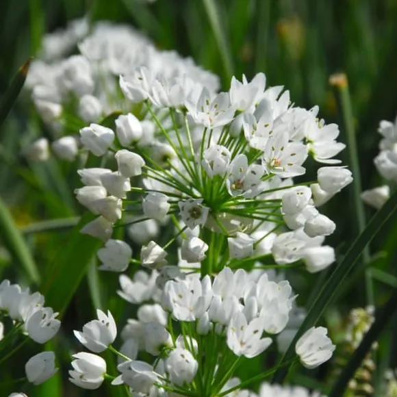 Forårsblomst pærer blå - Sæt med 250 - Blomsterløg - Blå