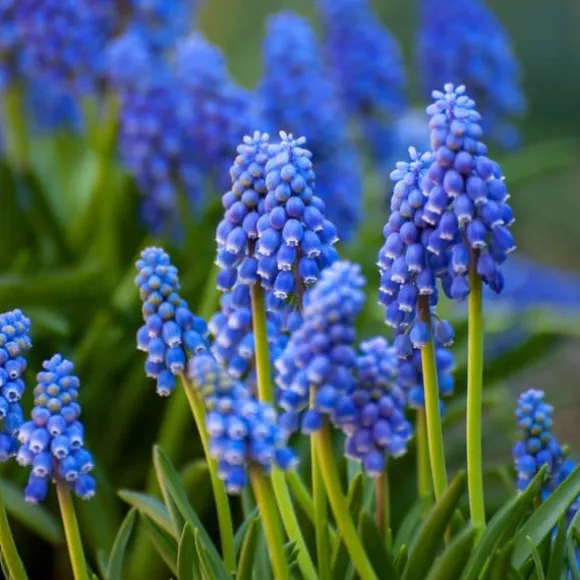 Forårsblomst pærer blå - Sæt med 250 - Blomsterløg - Blå