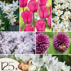 Forårsblomst pærer rosa - Sæt med 125 - Blomsterløg - Lilla