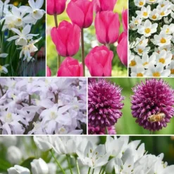 Forårsblomst pærer rosa - Sæt med 125 - Blomsterløg - Lilla