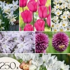 Forårsblomst pærer rosa - Sæt med 250 - Blomsterløg - Lilla