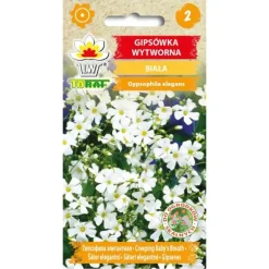 Frø af hvid sommerlilje - Let og luftig blomstring til blomsterbede og buketter
