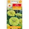 Frø til dahlia-zinnia Envy - unikke limefarvede blomster