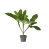 Frangipani - Plumeria rubra - Højde 45-55cm - ⌀17cm