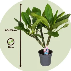 Frangipani - Plumeria rubra - Højde 45-55cm - ⌀17cm