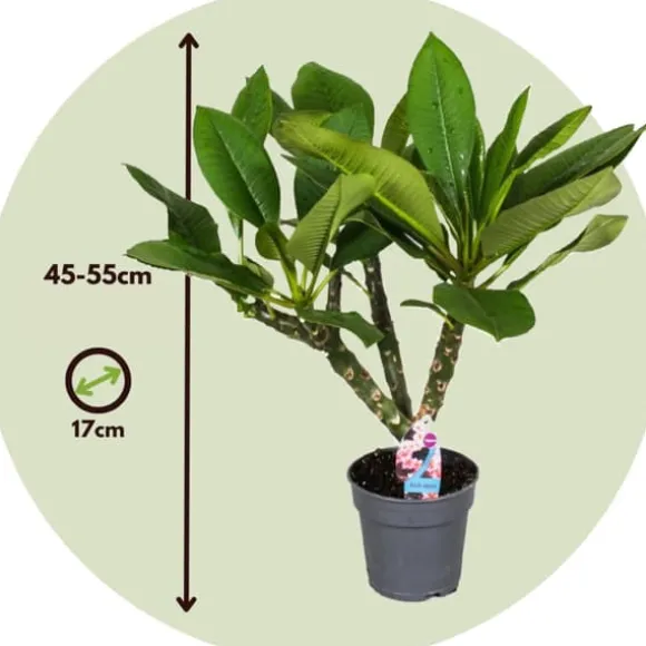 Frangipani - Plumeria rubra - Højde 45-55cm - ⌀17cm
