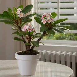 Frangipani - Plumeria rubra - Højde 45-55cm - ⌀17cm
