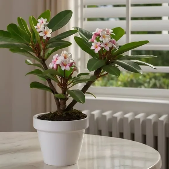 Frangipani - Plumeria rubra - Højde 45-55cm - ⌀17cm
