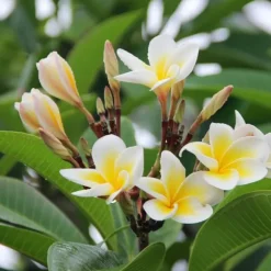 Frangipani - Plumeria rubra - Højde 45-55cm - ⌀17cm