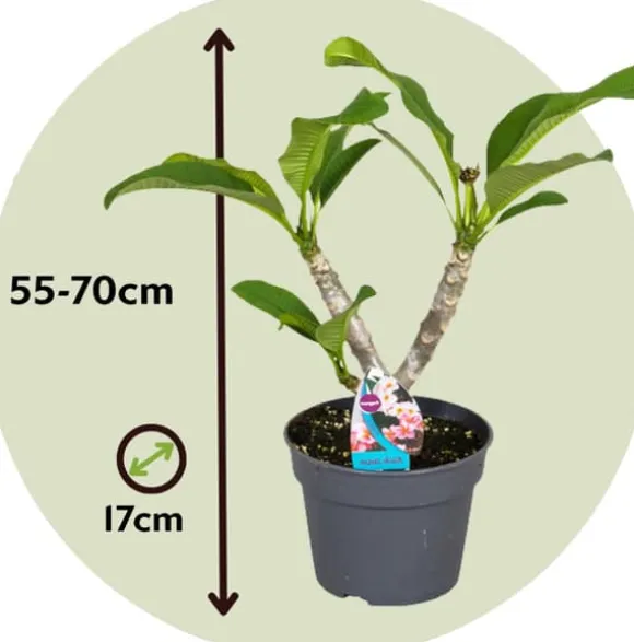 Frangipani - Plumeria rubra 'Lyserød' - Højde 55-70cm - ⌀17cm