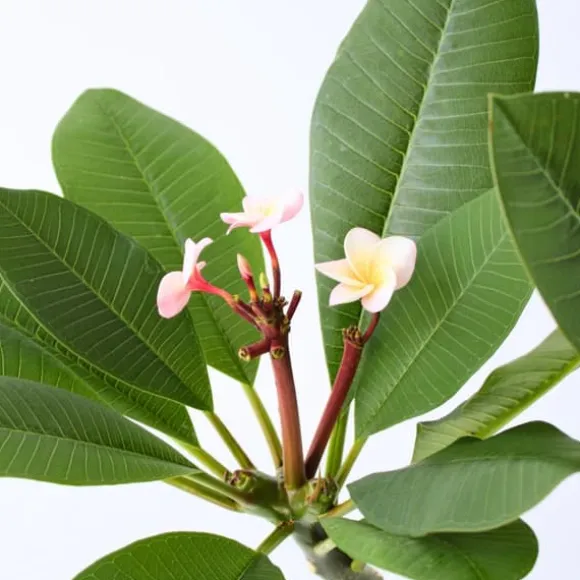 Frangipani - Plumeria rubra 'Lyserød' - Højde 55-70cm - ⌀17cm