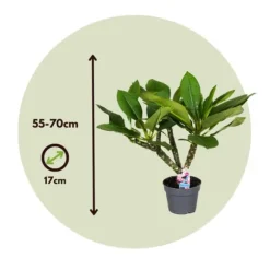 Frangipani Hvid - Plumeria rubra - Højde 55-70cm - ⌀17cm