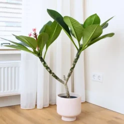 Frangipani Hvid - Plumeria rubra - Højde 55-70cm - ⌀17cm