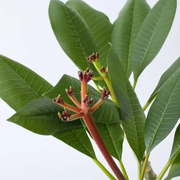 Frangipani Hvid - Plumeria rubra - Højde 55-70cm - ⌀17cm