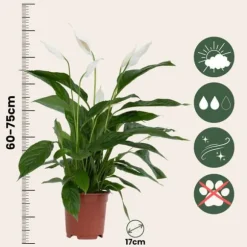Fredslilje - Spathiphyllum 'Lima' - Højde 60-75cm - ⌀17cm
