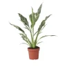 Fredslilje - Spathiphyllum 'Diamond' - Højde 40-50cm - ⌀12cm