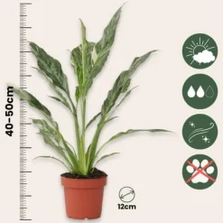 Fredslilje - Spathiphyllum 'Diamond' - Højde 40-50cm - ⌀12cm