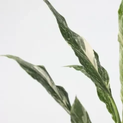 Fredslilje - Spathiphyllum 'Diamond' - Højde 40-50cm - ⌀12cm