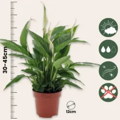 Fredslilje - Sæt med 3 - Spathiphyllum 'Torelli' - Højde 30-45cm - ⌀12cm