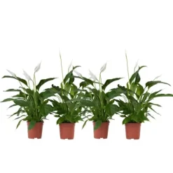 Fredslilje - Sæt med 4 - Spathiphyllum 'Lima' - Højde 60-75cm - ⌀12cm