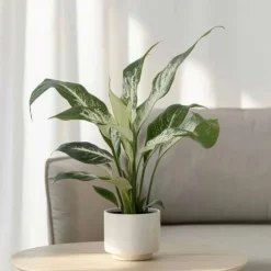 Fredslilje - Sæt med 2 - Spathiphyllum 'Diamond' - Højde 40-50cm - ⌀12cm