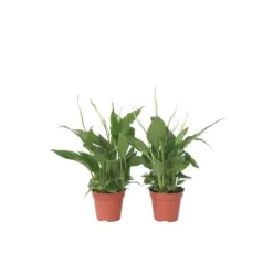 Fredslilje - Sæt med 6 - Spathiphyllum 'Torelli' - Højde 30-45cm - ⌀12cm