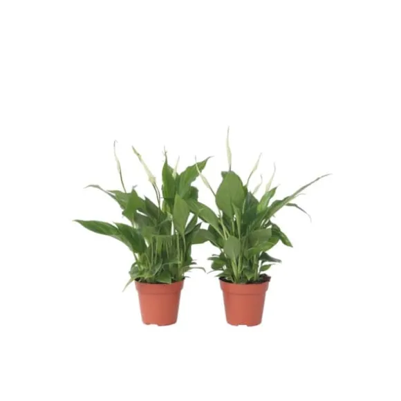 Fredslilje - Sæt med 6 - Spathiphyllum 'Torelli' - Højde 30-45cm - ⌀12cm