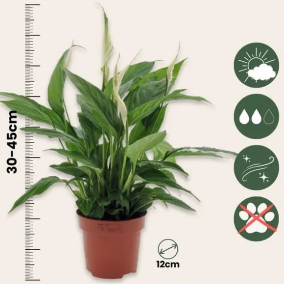 Fredslilje - Sæt med 6 - Spathiphyllum 'Torelli' - Højde 30-45cm - ⌀12cm