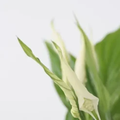 Fredslilje - Sæt med 6 - Spathiphyllum 'Torelli' - Højde 30-45cm - ⌀12cm