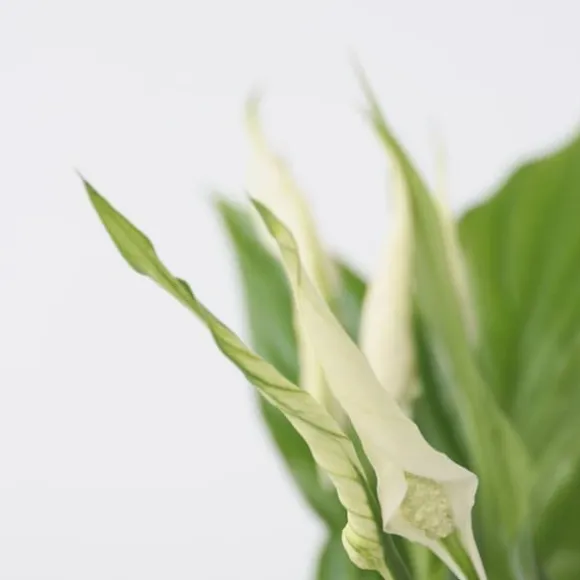 Fredslilje - Sæt med 6 - Spathiphyllum 'Torelli' - Højde 30-45cm - ⌀12cm