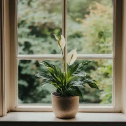 Fredslilje - Sæt med 2 - Spathiphyllum 'Torelli' - Højde 30-45cm - ⌀12cm