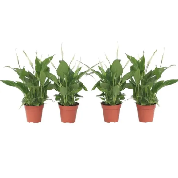 Fredslilje - Sæt med 4 - Spathiphyllum 'Torelli' - Højde 30-45cm - ⌀12cm