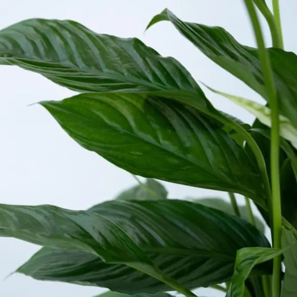 Fredslilje - Sæt med 4 - Spathiphyllum 'Torelli' - Højde 30-45cm - ⌀12cm