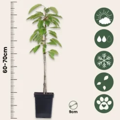 Frugtsøjler - Sæt med 3 - Æble, pære - Højde 60-70cm - ⌀9cm