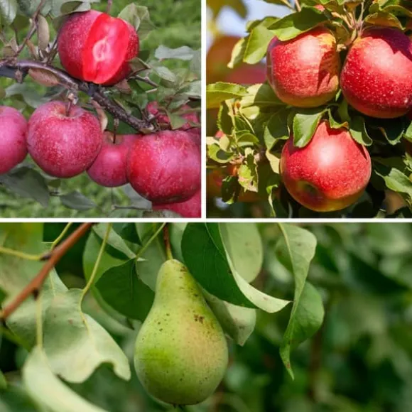 Frugtsøjler - Sæt med 3 - Æble, pære - Højde 60-70cm - ⌀9cm