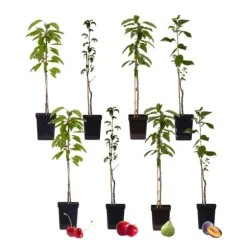 Frugttræblanding - Sæt med 8 - Malus, Pryus, Prunus - Højde 60-70cm - ⌀9cm