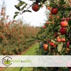 Frugttræblanding - Sæt med 8 - Malus, Pryus, Prunus - Højde 60-70cm - ⌀9cm