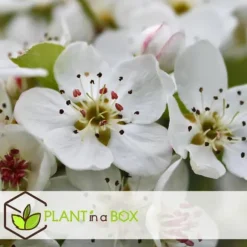 Frugttræblanding - Sæt med 8 - Malus, Pryus, Prunus - Højde 60-70cm - ⌀9cm