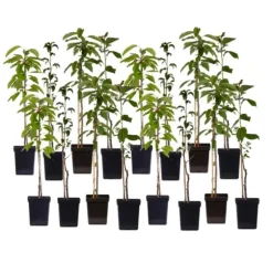 Frugttræblanding - Sæt med 16 - Malus, Pryus, Prunus - Højde 60-70cm - ⌀9cm