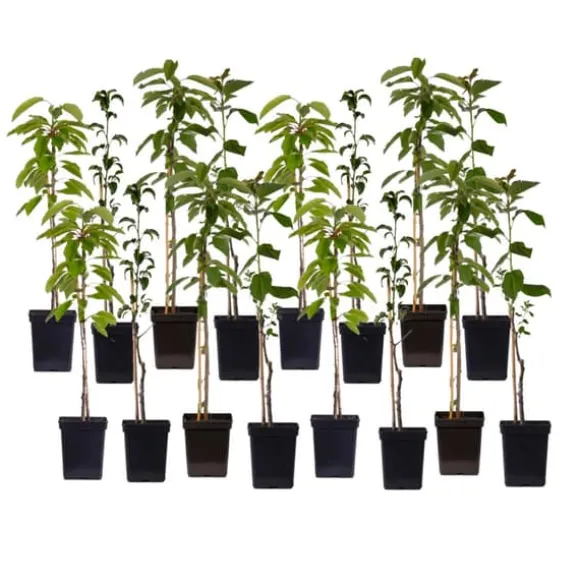 Frugttræblanding - Sæt med 16 - Malus, Pryus, Prunus - Højde 60-70cm - ⌀9cm