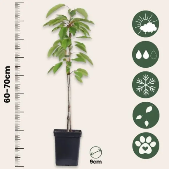 Frugttræblanding - Sæt med 16 - Malus, Pryus, Prunus - Højde 60-70cm - ⌀9cm