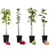 Frugttræblanding - Sæt med 4 - Malus, Pryus, Prunus - Højde 60-70cm - ⌀9cm
