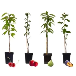 Frugttræblanding - Sæt med 4 - Malus, Pryus, Prunus - Højde 60-70cm - ⌀9cm