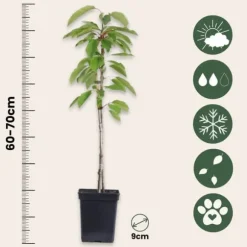 Frugttræblanding - Sæt med 4 - Malus, Pryus, Prunus - Højde 60-70cm - ⌀9cm