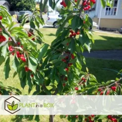 Frugttræblanding - Sæt med 4 - Malus, Pryus, Prunus - Højde 60-70cm - ⌀9cm