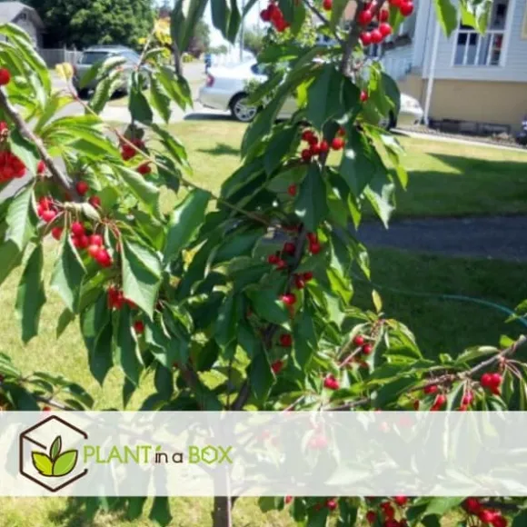 Frugttræblanding - Sæt med 4 - Malus, Pryus, Prunus - Højde 60-70cm - ⌀9cm